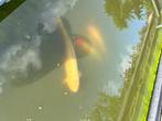 Koi’s te koop, Dieren en Toebehoren, Karper of Koi
