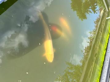 Koi’s te koop, Carpe ou Koï