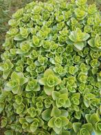 Sedum spurium, Tuin en Terras, Planten | Tuinplanten, Ophalen, Bodembedekkers, Vaste plant, Halfschaduw