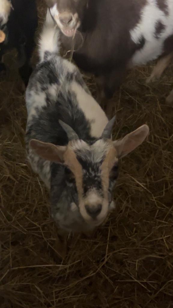 Chevrette à vendre, Dieren en Toebehoren, Schapen, Geiten en Varkens, Geit, Vrouwelijk, 0 tot 2 jaar