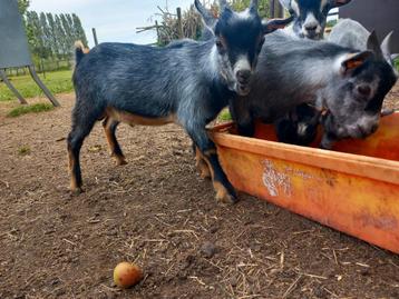 Dwerggeit blauwschimmel bokjes zoeken nieuwe weide