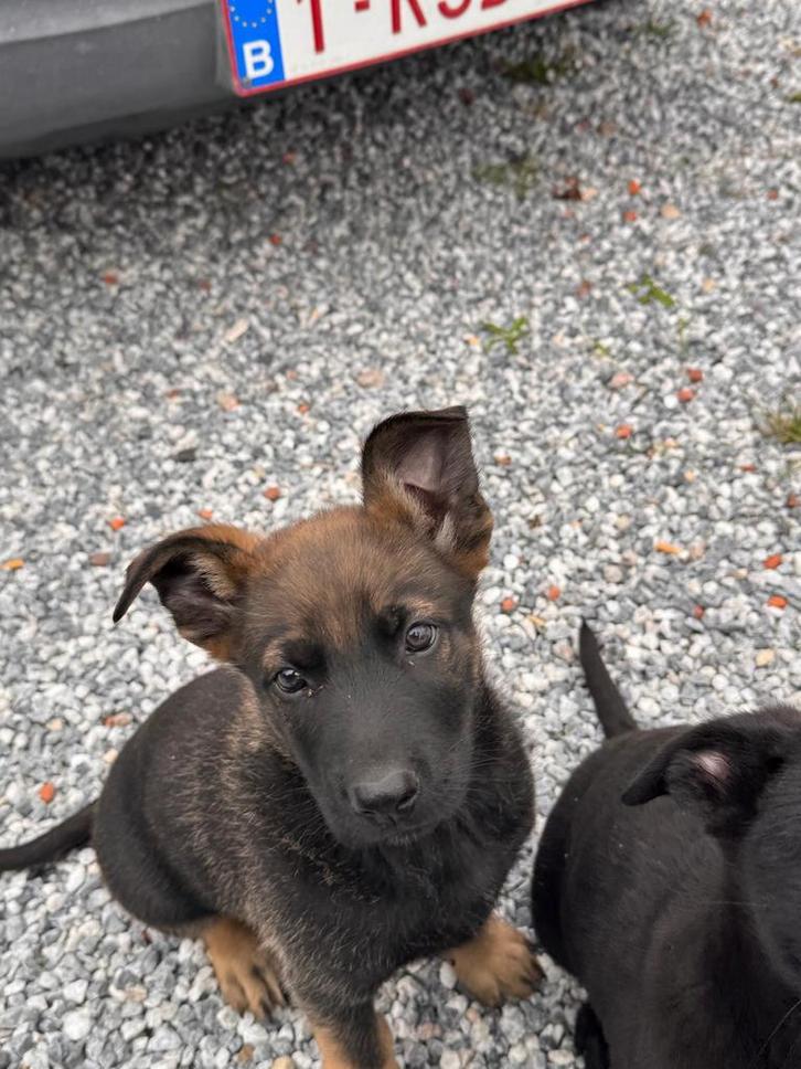Mechelse herders, Dieren en Toebehoren, Hondenbenches, Ophalen