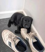 Zwarte Labrador reu, België, Fokker | Hobbymatig, Reu, 8 tot 15 weken