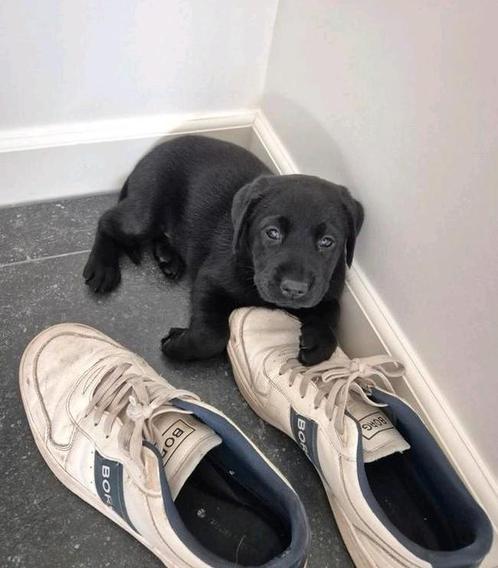 Zwarte Labrador reu, Dieren en Toebehoren, Honden | Retrievers, Spaniëls en Waterhonden, Reu, Labrador retriever, Fokker | Hobbymatig