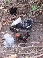 Cochin kriel goud zwart gezoomd, Dieren en Toebehoren, Pluimvee, Mannelijk