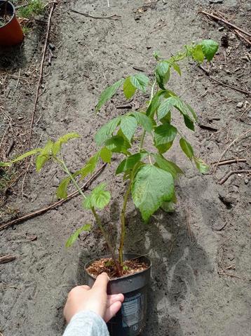 Herfst Framboos Plant (Goud) beschikbaar voor biedingen
