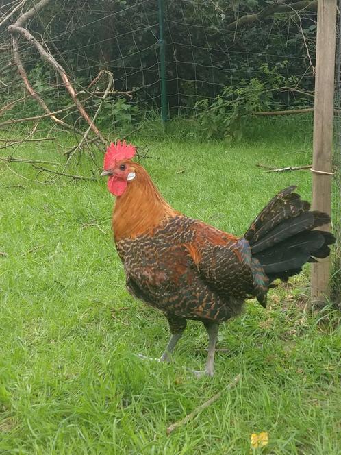 Jonge goudbrakel hanen te koop, Dieren en Toebehoren, Pluimvee, Kip, Meerdere dieren