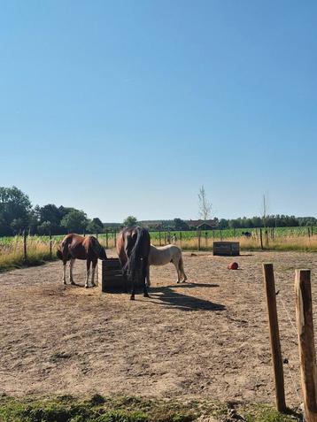Plek vrij op Paddock Paradise kampenhout  beschikbaar voor biedingen