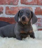 Teckel pups Blue-tan, Dieren en Toebehoren, België, CDV (hondenziekte), 8 tot 15 weken, Korthaar