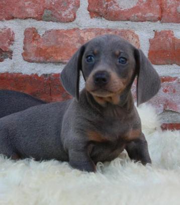 Teckel pups Blue-tan  beschikbaar voor biedingen