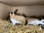 Dwergkonijn met 2 jongen, Dieren en Toebehoren