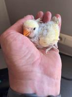 Jonge handtamme dwergpapegaai, Dieren en Toebehoren, Vogels | Parkieten en Papegaaien, Dwergpapegaai of Agapornis, Geringd