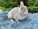 Kleurdwerg feh voedster, Dieren en Toebehoren, Vrouwelijk, Dwerg