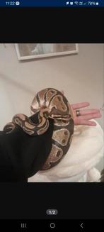 Ballpython + terrarium te koop, Met terrarium, Slang, 3 tot 6 jaar