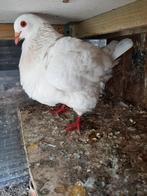 Texan duiven, Dieren en Toebehoren, Meerdere dieren, Overige soorten