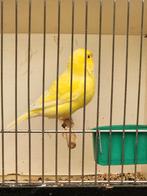 Gele kleur kanarie man., Dieren en Toebehoren, Mannelijk, Kleurkanarie