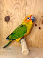 Jeunes conures soleil EAM, Meerdere dieren, Papegaai, Geringd