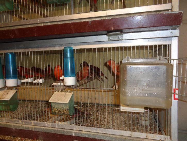 kanaries, Dieren en Toebehoren, Vogels | Kanaries