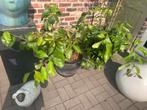 Citroen boom, Tuin en Terras, Planten | Fruitbomen, Ophalen, Minder dan 100 cm, In pot, Citroenboom