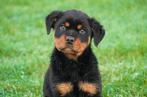 Rottweiler pups te koop, Dieren en Toebehoren, 15 weken tot 1 jaar, Buitenland, CDV (hondenziekte), Meerdere