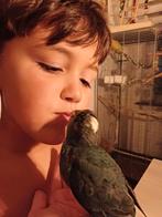 Kakariki's  super tam !! Nog 1 beschikbaar!, Dieren en Toebehoren, Vogels | Parkieten en Papegaaien, Meerdere dieren, Parkiet