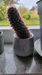 Cactus, Huis en Inrichting, Cactus, Ophalen