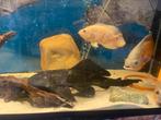 Pleco 35-40 cm zeer mooi