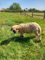 Walisser Schwarznase - ooi, Dieren en Toebehoren, Maart, Vrouwelijk