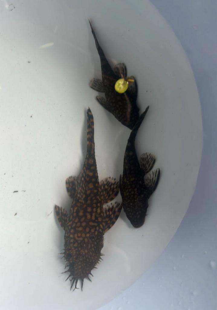 Ancistrus sp rio intenez Paraguay, Dieren en Toebehoren, Insecten en Spinnen, Overige soorten