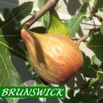 VIJGENPLANTEN "BRUNSWICK" Honingvijg,  1,25+ Meter, 18€/st, Tuin en Terras, Planten | Tuinplanten, Ophalen of Verzenden, Vaste plant