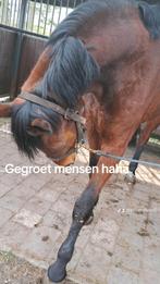 Paard terr beschikking, ervaring jonge paarden  vereist, Dieren en Toebehoren, Ophalen of Verzenden
