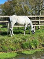 Lieve ruin als weidemaatje/wandelpaard, Dieren en Toebehoren, Paarden