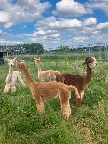 diverse alpaca dekhengsten beschikbaar voor biedingen