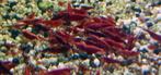 Garnalen Bloody Mary Sakura (neocaridina), Kreeft, Krab of Garnaal, Zoetwatervis, Schoolvis