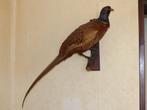Animaux empaillés, Ophalen of Verzenden, Gebruikt, Wild dier, Opgezet dier