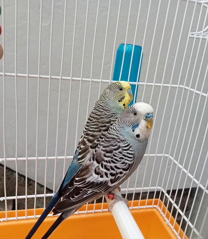 Très belle paire de perruche avec cage + accessoires, Animaux & Accessoires, Oiseaux | Perruches & Perroquets, Perruche, Plusieurs animaux