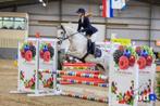 Grote D pony allrounder, Dieren en Toebehoren, B, Gechipt, Ruin, Springpony