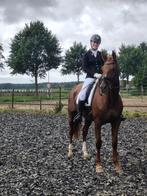 Dressuurmerrie 11 jaar, Dieren en Toebehoren, Merrie, Met stamboom, M, Dressuurpaard