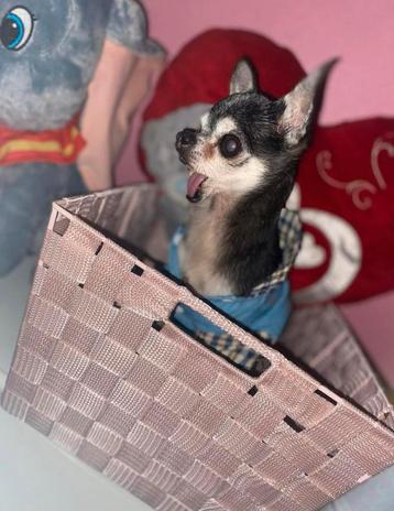 Je garde vos petits chiens en famille pendant vos vacances beschikbaar voor biedingen