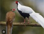 Kweekrijpe fazanten, Dieren en Toebehoren, Pluimvee, Meerdere dieren, Overige soorten