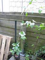 Lilas mauve, Ophalen, Overige soorten, Struik, 250 cm of meer