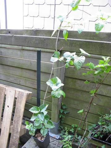 Lilas mauve beschikbaar voor biedingen