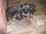 Lang  harige oud Duitse herder pups, Dieren en Toebehoren, Honden | Herdershonden en Veedrijvers, België, Fokker | Hobbymatig