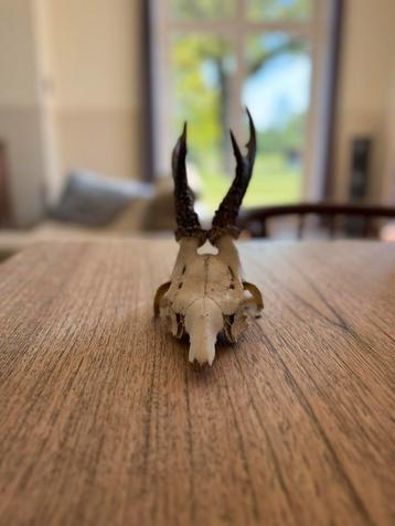 Petit crâne de cerf, Enlèvement ou Envoi, Comme neuf
