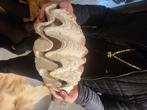 Tridacna doopvont schelp, Verzamelen, Mineralen en Fossielen, Schelp(en), Ophalen of Verzenden