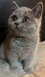Britse korthaar katertje met stamboom, Dieren en Toebehoren, Katten en Kittens | Raskatten | Korthaar, Kater, Gechipt, 0 tot 2 jaar