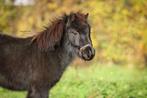 Prachtige NMPRS merrie, Dieren en Toebehoren, Merrie, Niet van toepassing, 0 tot 2 jaar, A pony (tot 1.17m)
