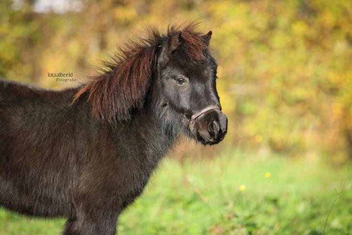 Prachtige NMPRS merrie, Dieren en Toebehoren, Pony's, Merrie, Niet van toepassing, A pony (tot 1.17m), Recreatiepony, 0 tot 2 jaar