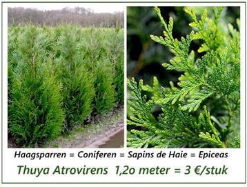 CONIFEREN THUYA ATROVIRENS HAAGSPARREN, 1,2O METER = 3 €/ST! beschikbaar voor biedingen