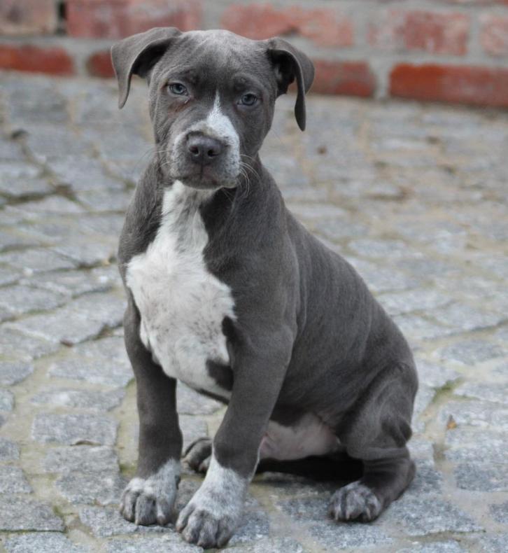 Amerikaanse Stafford pups, Dieren en Toebehoren, Honden | Jack Russells en Terriërs, Meerdere dieren, American Staffordshire Terriër